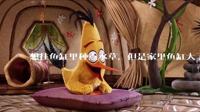 想往鱼缸里种点水草，但是家里鱼缸大了买水草泥或者底砂太贵了，有没有生活中可以替代的物品或其他建议？